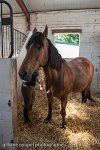 110 ECURIES LA GARENNE - ECURIES -GAL 0301 : 2017, 25 Mai 2017, Les écuries de la Garenne, PHOTO BOX