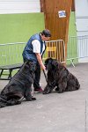 021-Nos animaux nous parlent--07052017 Etoiles de Louvres - -AGI 1156 : 07 Mai 2017, 2017, LES ETOILES DE LOUVRES, NOS ANIMAUX NOUS PARLENT