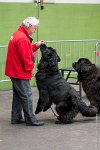 026-Nos animaux nous parlent--07052017 Etoiles de Louvres - -AGI 1163 : 07 Mai 2017, 2017, LES ETOILES DE LOUVRES, NOS ANIMAUX NOUS PARLENT