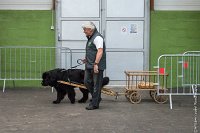 054-Nos animaux nous parlent--07052017 Etoiles de Louvres - -AGI 1342 : 07 Mai 2017, 2017, LES ETOILES DE LOUVRES, NOS ANIMAUX NOUS PARLENT