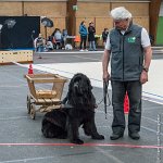 062-Nos animaux nous parlent--07052017 Etoiles de Louvres - -AGI 1354 : 07 Mai 2017, 2017, LES ETOILES DE LOUVRES, NOS ANIMAUX NOUS PARLENT