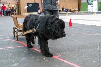 064-Nos animaux nous parlent--07052017 Etoiles de Louvres - -AGI 1356 : 07 Mai 2017, 2017, LES ETOILES DE LOUVRES, NOS ANIMAUX NOUS PARLENT