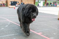 066-Nos animaux nous parlent--07052017 Etoiles de Louvres - -AGI 1358 : 07 Mai 2017, 2017, LES ETOILES DE LOUVRES, NOS ANIMAUX NOUS PARLENT