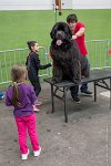 076-Nos animaux nous parlent--07052017 Etoiles de Louvres - -AGI 1369 : 07 Mai 2017, 2017, LES ETOILES DE LOUVRES, NOS ANIMAUX NOUS PARLENT