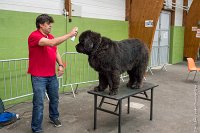 089-Nos animaux nous parlent--07052017 Etoiles de Louvres - -AGI 1385 : 07 Mai 2017, 2017, LES ETOILES DE LOUVRES, NOS ANIMAUX NOUS PARLENT