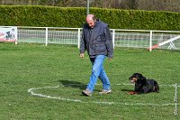 013- EDEN - 11032017-sans titre-OBE 6593 : 2017, BREVET, CC DE CHANTILLY, CONCOURS OBEISSANCE, EDEN