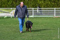 023- EDEN - 11032017-sans titre-OBE 6608 : 2017, BREVET, CC DE CHANTILLY, CONCOURS OBEISSANCE, EDEN