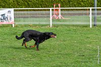 032- EDEN - 11032017-sans titre-OBE 6624 : 2017, BREVET, CC DE CHANTILLY, CONCOURS OBEISSANCE, EDEN