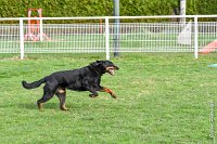 033- EDEN - 11032017-sans titre-OBE 6625 : 2017, BREVET, CC DE CHANTILLY, CONCOURS OBEISSANCE, EDEN