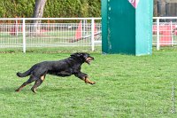 034- EDEN - 11032017-sans titre-OBE 6626 : 2017, BREVET, CC DE CHANTILLY, CONCOURS OBEISSANCE, EDEN