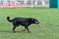 038- EDEN - 11032017-sans titre-OBE 6633 : 2017, BREVET, CC DE CHANTILLY, CONCOURS OBEISSANCE, EDEN