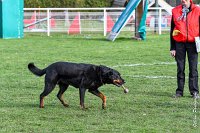 039- EDEN - 11032017-sans titre-OBE 6634 : 2017, BREVET, CC DE CHANTILLY, CONCOURS OBEISSANCE, EDEN