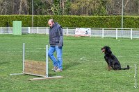 041- EDEN - 11032017-sans titre-OBE 6636 : 2017, BREVET, CC DE CHANTILLY, CONCOURS OBEISSANCE, EDEN