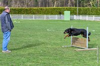 042- EDEN - 11032017-sans titre-OBE 6637 : 2017, BREVET, CC DE CHANTILLY, CONCOURS OBEISSANCE, EDEN