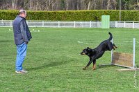 043- EDEN - 11032017-sans titre-OBE 6638 : 2017, BREVET, CC DE CHANTILLY, CONCOURS OBEISSANCE, EDEN