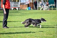 010-EDJAY-12032017-OBEISSANCE CHANTILLY -RAL 9232 : 2017, CC DE CHANTILLY, CLASSE 3, CONCOURS OBEISSANCE, Dimanche 12 Mars 2017, EDJAY DE LA BERGERIE DE MORGANE