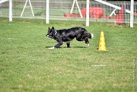 012-EDJAY-12032017-OBEISSANCE CHANTILLY -RAL 9235 : 2017, CC DE CHANTILLY, CLASSE 3, CONCOURS OBEISSANCE, Dimanche 12 Mars 2017, EDJAY DE LA BERGERIE DE MORGANE