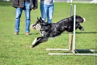 017-EDJAY-12032017-OBEISSANCE CHANTILLY -RAL 9241 : 2017, CC DE CHANTILLY, CLASSE 3, CONCOURS OBEISSANCE, Dimanche 12 Mars 2017, EDJAY DE LA BERGERIE DE MORGANE