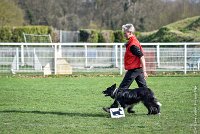 042-EDJAY-12032017-OBEISSANCE CHANTILLY -RAL 9288 : 2017, CC DE CHANTILLY, CLASSE 3, CONCOURS OBEISSANCE, Dimanche 12 Mars 2017, EDJAY DE LA BERGERIE DE MORGANE