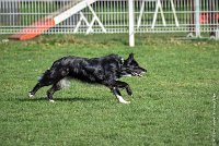 049-EDJAY-12032017-OBEISSANCE CHANTILLY -RAL 9301 : 2017, CC DE CHANTILLY, CLASSE 3, CONCOURS OBEISSANCE, Dimanche 12 Mars 2017, EDJAY DE LA BERGERIE DE MORGANE