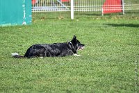 052-EDJAY-12032017-OBEISSANCE CHANTILLY -RAL 9304 : 2017, CC DE CHANTILLY, CLASSE 3, CONCOURS OBEISSANCE, Dimanche 12 Mars 2017, EDJAY DE LA BERGERIE DE MORGANE