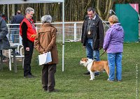 013- FALCON DU QUARRYLANE -11032017-sans titre-OBE 6814 : 2017, BREVET, CC DE CHANTILLY, CONCOURS OBEISSANCE, FALCON DU QUARRYLANE COTTAGE