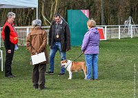 014- FALCON DU QUARRYLANE -11032017-sans titre-OBE 6815 : 2017, BREVET, CC DE CHANTILLY, CONCOURS OBEISSANCE, FALCON DU QUARRYLANE COTTAGE