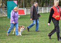 015- FALCON DU QUARRYLANE -11032017-sans titre-OBE 6816 : 2017, BREVET, CC DE CHANTILLY, CONCOURS OBEISSANCE, FALCON DU QUARRYLANE COTTAGE