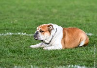 022- FALCON DU QUARRYLANE -11032017-sans titre-OBE 6826 : 2017, BREVET, CC DE CHANTILLY, CONCOURS OBEISSANCE, FALCON DU QUARRYLANE COTTAGE