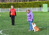 031- FALCON DU QUARRYLANE -11032017-sans titre-OBE 6837 : 2017, BREVET, CC DE CHANTILLY, CONCOURS OBEISSANCE, FALCON DU QUARRYLANE COTTAGE