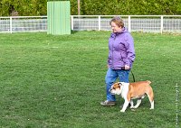 033- FALCON DU QUARRYLANE -11032017-sans titre-OBE 6841 : 2017, BREVET, CC DE CHANTILLY, CONCOURS OBEISSANCE, FALCON DU QUARRYLANE COTTAGE