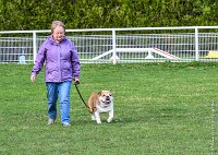 036- FALCON DU QUARRYLANE -11032017-sans titre-OBE 6844 : 2017, BREVET, CC DE CHANTILLY, CONCOURS OBEISSANCE, FALCON DU QUARRYLANE COTTAGE