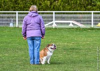 043- FALCON DU QUARRYLANE -11032017-sans titre-OBE 6855 : 2017, BREVET, CC DE CHANTILLY, CONCOURS OBEISSANCE, FALCON DU QUARRYLANE COTTAGE