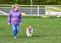 044- FALCON DU QUARRYLANE -11032017-sans titre-OBE 6856 : 2017, BREVET, CC DE CHANTILLY, CONCOURS OBEISSANCE, FALCON DU QUARRYLANE COTTAGE