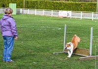 063- FALCON DU QUARRYLANE -11032017-sans titre-OBE 6883 : 2017, BREVET, CC DE CHANTILLY, CONCOURS OBEISSANCE, FALCON DU QUARRYLANE COTTAGE