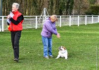 069- FALCON DU QUARRYLANE -11032017-sans titre-OBE 6892 : 2017, BREVET, CC DE CHANTILLY, CONCOURS OBEISSANCE, FALCON DU QUARRYLANE COTTAGE