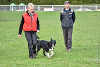 009-HENJOY-12032017-OBEISSANCE CHANTILLY -RAL 9665 : 2017, CC DE CHANTILLY, CLASSE 3, CONCOURS OBEISSANCE, Dimanche 12 Mars 2017, HENJOY DE LA BERGERIE DE MORGANE