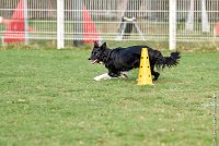 011-HENJOY-12032017-OBEISSANCE CHANTILLY -RAL 9670 : 2017, CC DE CHANTILLY, CLASSE 3, CONCOURS OBEISSANCE, Dimanche 12 Mars 2017, HENJOY DE LA BERGERIE DE MORGANE