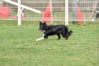 012-HENJOY-12032017-OBEISSANCE CHANTILLY -RAL 9671 : 2017, CC DE CHANTILLY, CLASSE 3, CONCOURS OBEISSANCE, Dimanche 12 Mars 2017, HENJOY DE LA BERGERIE DE MORGANE