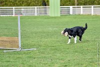 013-HENJOY-12032017-OBEISSANCE CHANTILLY -RAL 9675 : 2017, CC DE CHANTILLY, CLASSE 3, CONCOURS OBEISSANCE, Dimanche 12 Mars 2017, HENJOY DE LA BERGERIE DE MORGANE