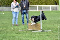 014-HENJOY-12032017-OBEISSANCE CHANTILLY -RAL 9676 : 2017, CC DE CHANTILLY, CLASSE 3, CONCOURS OBEISSANCE, Dimanche 12 Mars 2017, HENJOY DE LA BERGERIE DE MORGANE