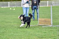 015-HENJOY-12032017-OBEISSANCE CHANTILLY -RAL 9677 : 2017, CC DE CHANTILLY, CLASSE 3, CONCOURS OBEISSANCE, Dimanche 12 Mars 2017, HENJOY DE LA BERGERIE DE MORGANE