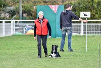 017-HENJOY-12032017-OBEISSANCE CHANTILLY -RAL 9679 : 2017, CC DE CHANTILLY, CLASSE 3, CONCOURS OBEISSANCE, Dimanche 12 Mars 2017, HENJOY DE LA BERGERIE DE MORGANE