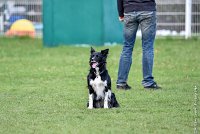 019-HENJOY-12032017-OBEISSANCE CHANTILLY -RAL 9682 : 2017, CC DE CHANTILLY, CLASSE 3, CONCOURS OBEISSANCE, Dimanche 12 Mars 2017, HENJOY DE LA BERGERIE DE MORGANE