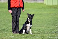 025-HENJOY-12032017-OBEISSANCE CHANTILLY -RAL 9688 : 2017, CC DE CHANTILLY, CLASSE 3, CONCOURS OBEISSANCE, Dimanche 12 Mars 2017, HENJOY DE LA BERGERIE DE MORGANE