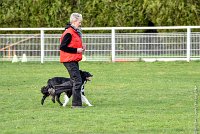 033-HENJOY-12032017-OBEISSANCE CHANTILLY -RAL 9703 : 2017, CC DE CHANTILLY, CLASSE 3, CONCOURS OBEISSANCE, Dimanche 12 Mars 2017, HENJOY DE LA BERGERIE DE MORGANE