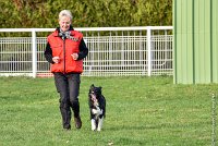 035-HENJOY-12032017-OBEISSANCE CHANTILLY -RAL 9705 : 2017, CC DE CHANTILLY, CLASSE 3, CONCOURS OBEISSANCE, Dimanche 12 Mars 2017, HENJOY DE LA BERGERIE DE MORGANE