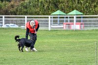 037-HENJOY-12032017-OBEISSANCE CHANTILLY -RAL 9710 : 2017, CC DE CHANTILLY, CLASSE 3, CONCOURS OBEISSANCE, Dimanche 12 Mars 2017, HENJOY DE LA BERGERIE DE MORGANE