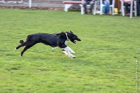 038-HENJOY-12032017-OBEISSANCE CHANTILLY -RAL 9714 : 2017, CC DE CHANTILLY, CLASSE 3, CONCOURS OBEISSANCE, Dimanche 12 Mars 2017, HENJOY DE LA BERGERIE DE MORGANE