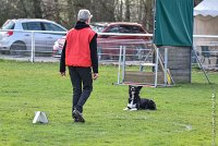 046-HENJOY-12032017-OBEISSANCE CHANTILLY -RAL 9726 : 2017, CC DE CHANTILLY, CLASSE 3, CONCOURS OBEISSANCE, Dimanche 12 Mars 2017, HENJOY DE LA BERGERIE DE MORGANE